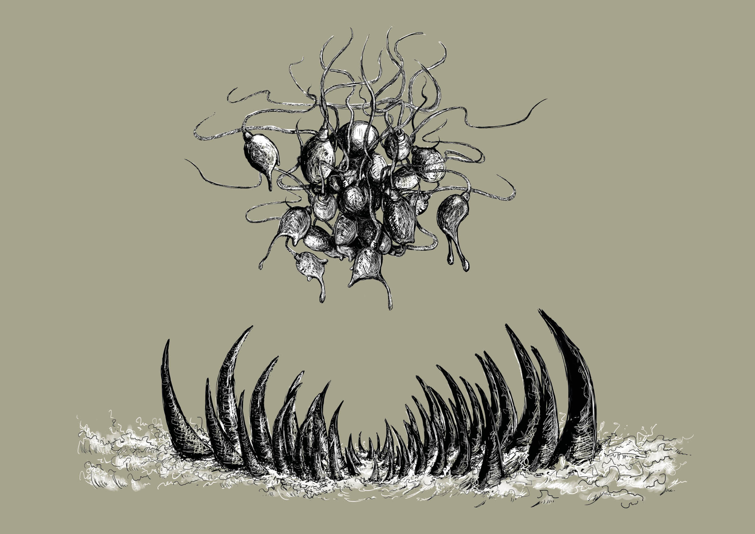 Coelacanthes - version 20176